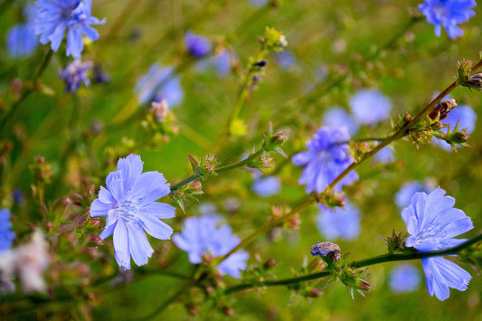 Essential Guide to Planting and Growing Chicory for a Healthy and Vibrant Garden