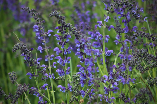 Growing and Caring for Common Sage: The Ultimate Herb Garden Guide