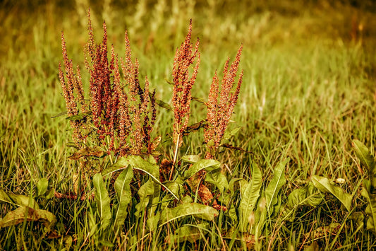 Ultimate Guide to Planting and Growing Common Sorrel for a Flourishing Garden