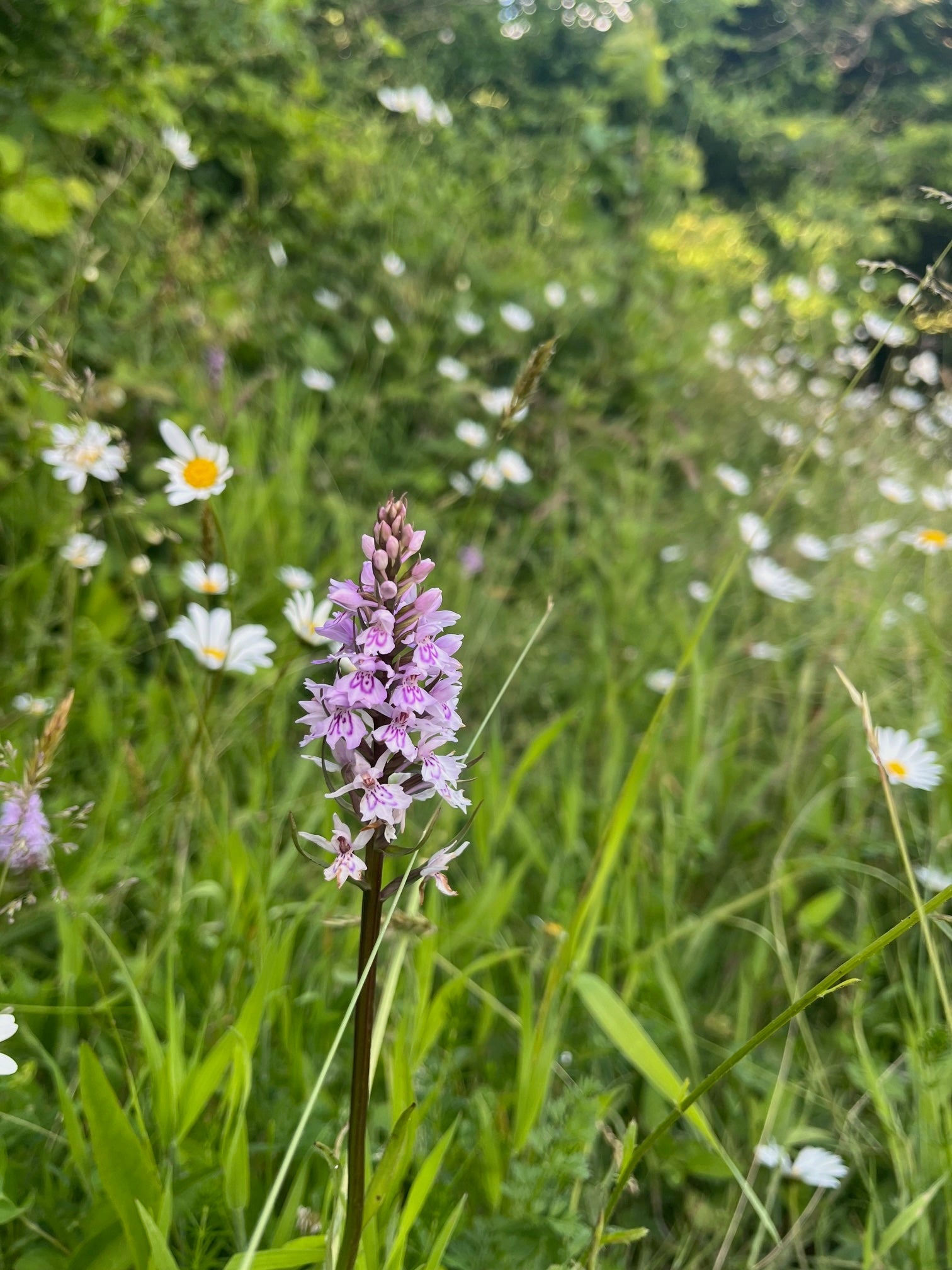 A Comprehensive Guide To Planting Common Spotted Orchids: A True Native Beauty.