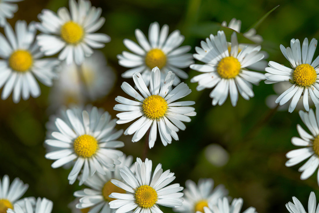 How to Successfully Sow Corn Chamomile: A Comprehensive Guide for Beautiful Blooms