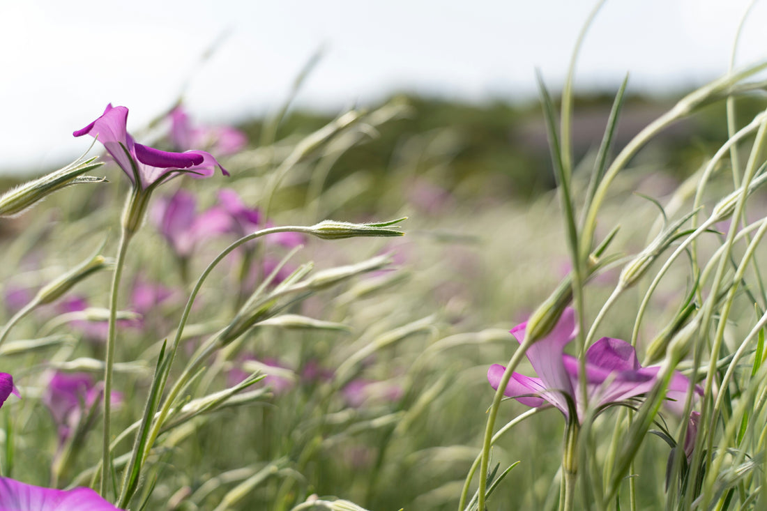 Planting Corncockle: A Simple Guide to Growing Beautiful Wildflowers