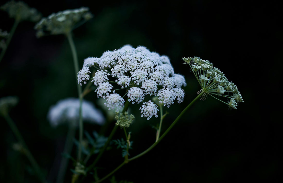 How to Plant and Grow Cow Parsley: A Detailed Guide for a Beautiful Wildflower Garden