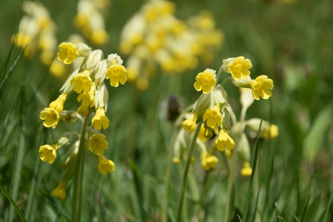 How to Plant and Grow Cowslip for a Vibrant, Fragrant Garden