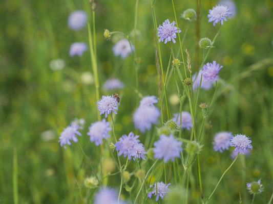 How to Plant and Care for Field Scabious: A Complete Gardening Guide