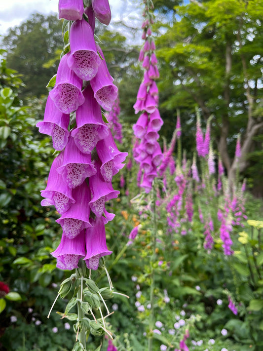 Growing Foxglove: A Guide on How to Plant Garden Showstoppers Without Losing Your Marbles!