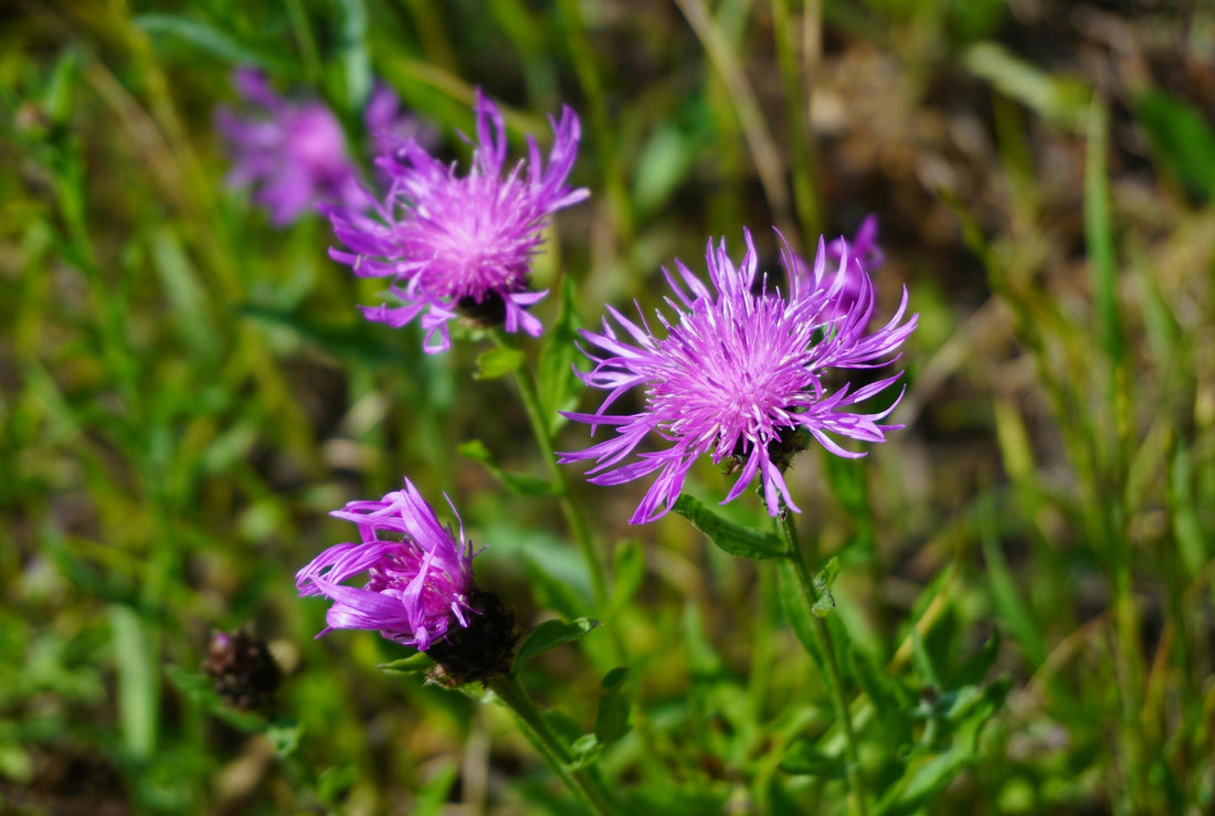 Planting Common Knapweed (Horse Knots): A Complete Guide to Growing This Vibrant Wildflower in Your Garden