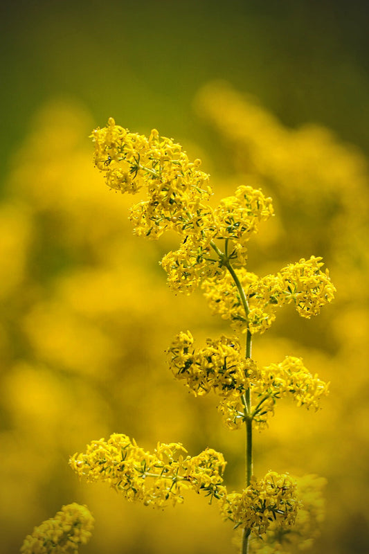 Growing Lady’s Bedstraw: A Guide to Cultivating This Delightful Wildflower