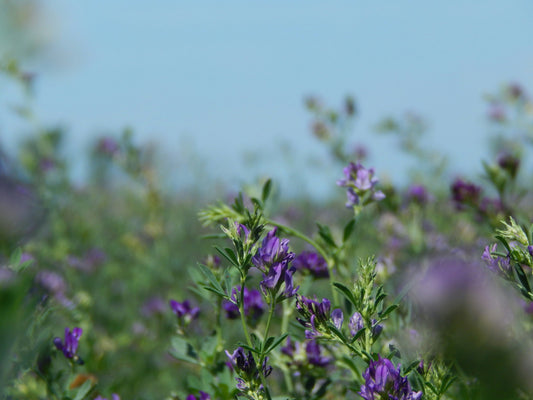 How to Successfully Plant Lucerne (Alfalfa)