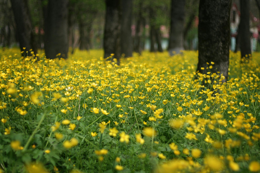 How to Grow and Care for Stunning Meadow Buttercup in Your Garden