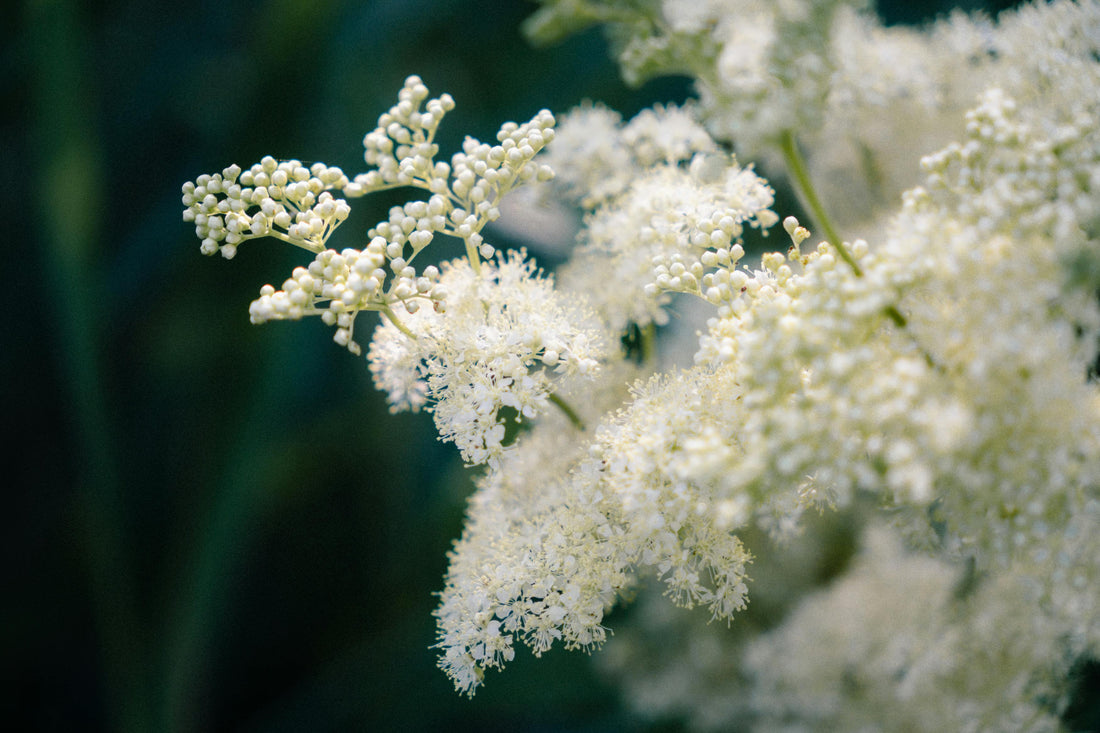 Blooming with Benefits: A Gardener’s Guide to Planting Meadowsweet