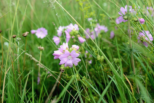 Growing Musk Mallow: A Detailed Guide to Planting and Care