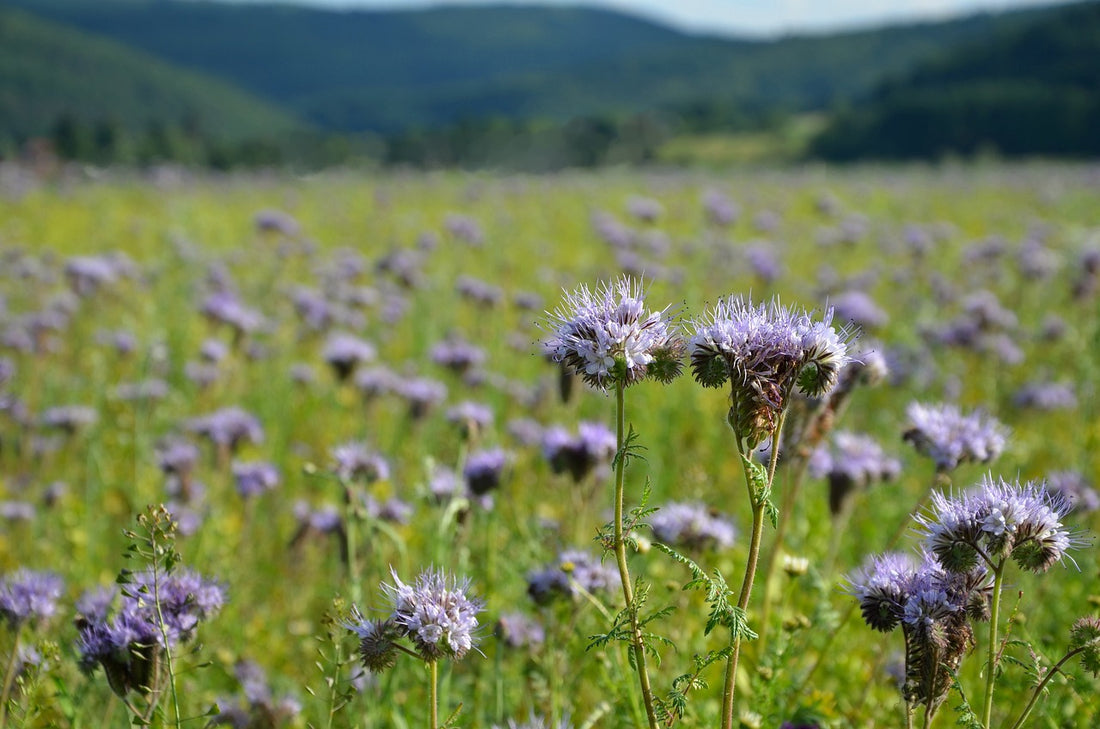 Everything You Need to Know About Planting and Growing Phacelia for a Flourishing Meadow