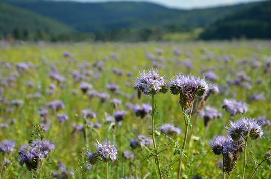 Everything You Need to Know About Planting and Growing Phacelia for a Flourishing Meadow