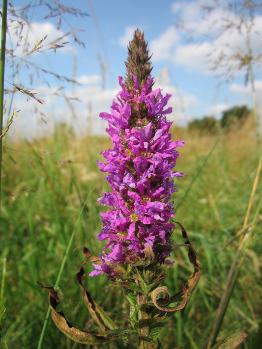 How to Successfully Plant and Care for Purple Loosestrife