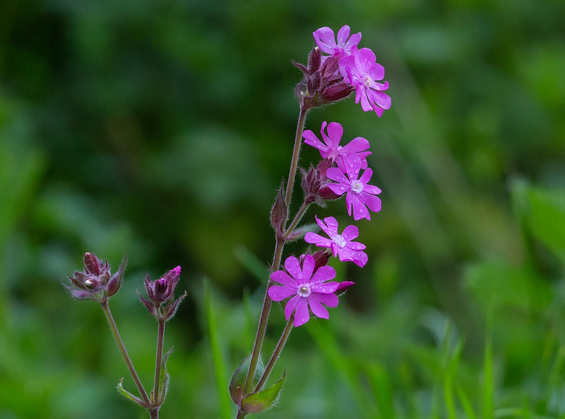 Your Ultimate Wildflower Guide: Planting and Growing Red Campion