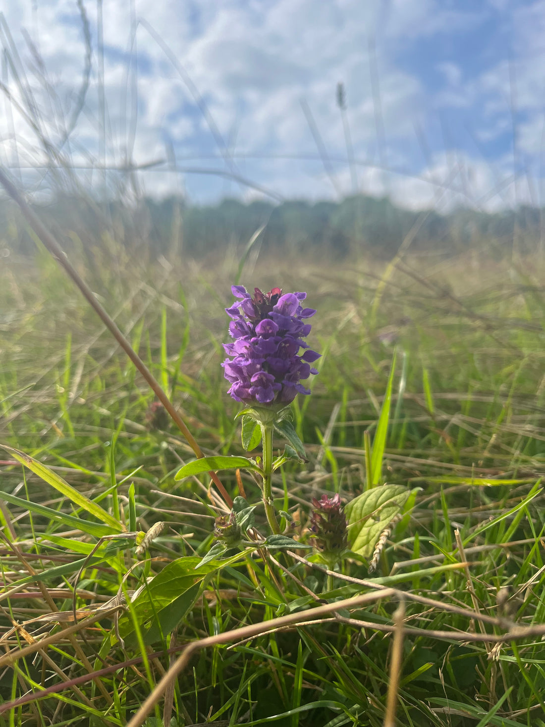 Unlock the Healing Powers of Your Garden: A Guide to Planting Self-Heal