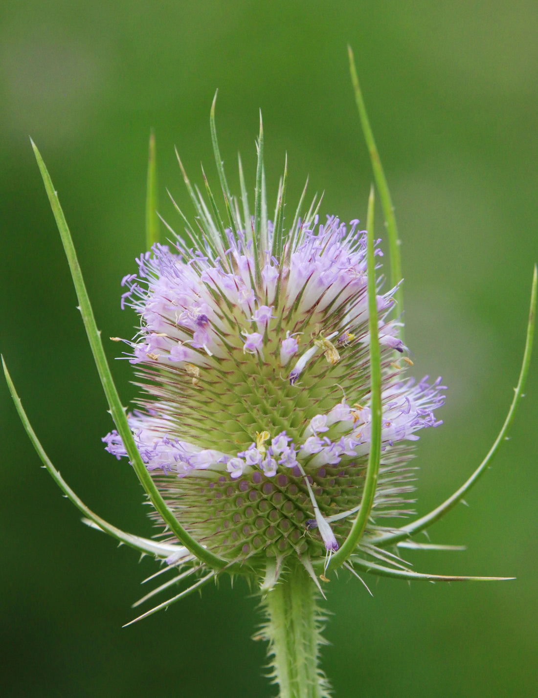 How to Plant and Grow Wild Teasel: A Must Read Guide for Wild Gardeners