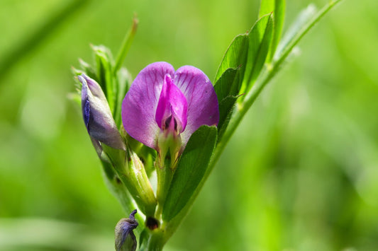 Grow Your Garden’s Potential: A Comprehensive Guide to Sowing Common Vetch