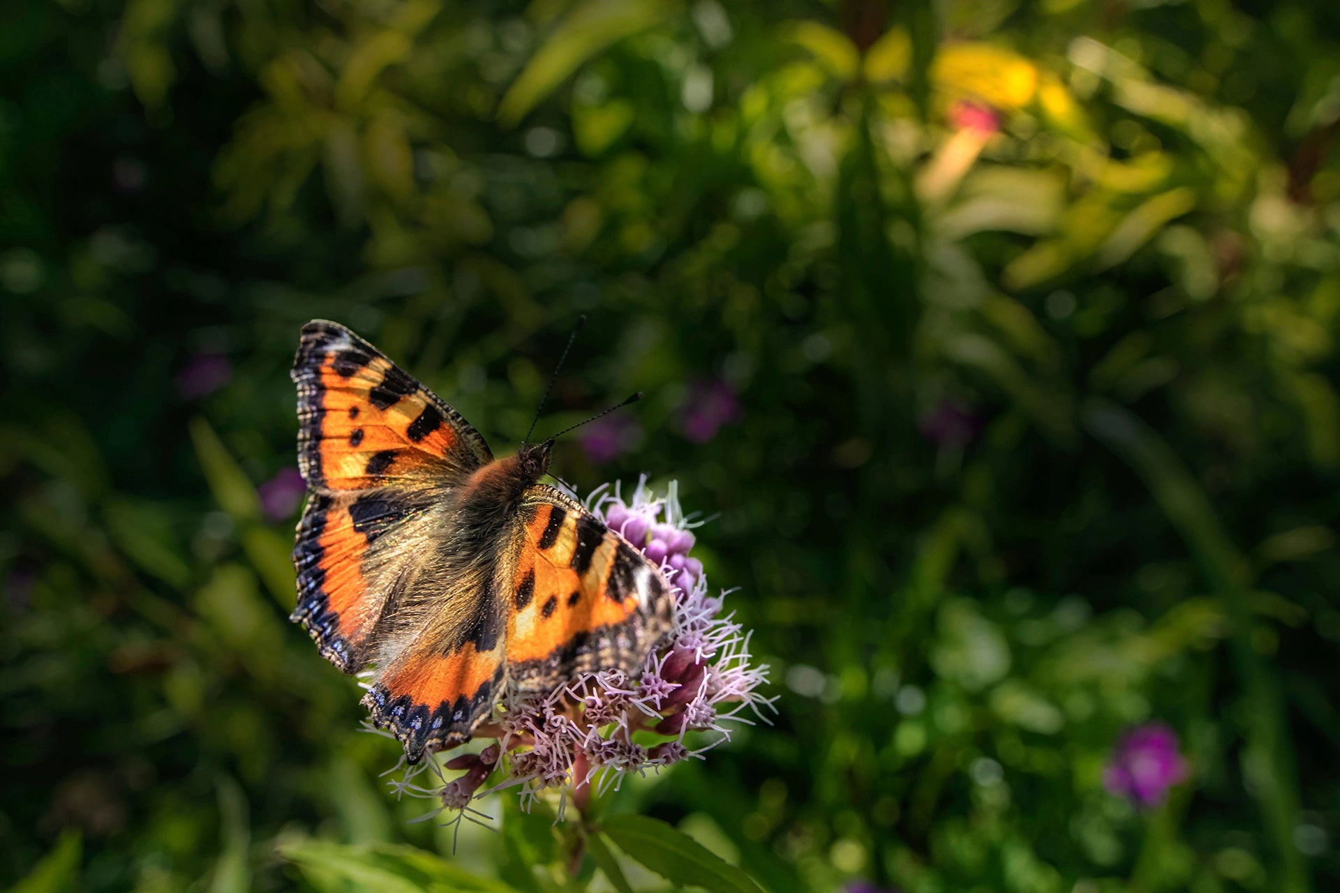 Global Biodiversity Credits Roadmap: Revolutionising Nature Conservation.