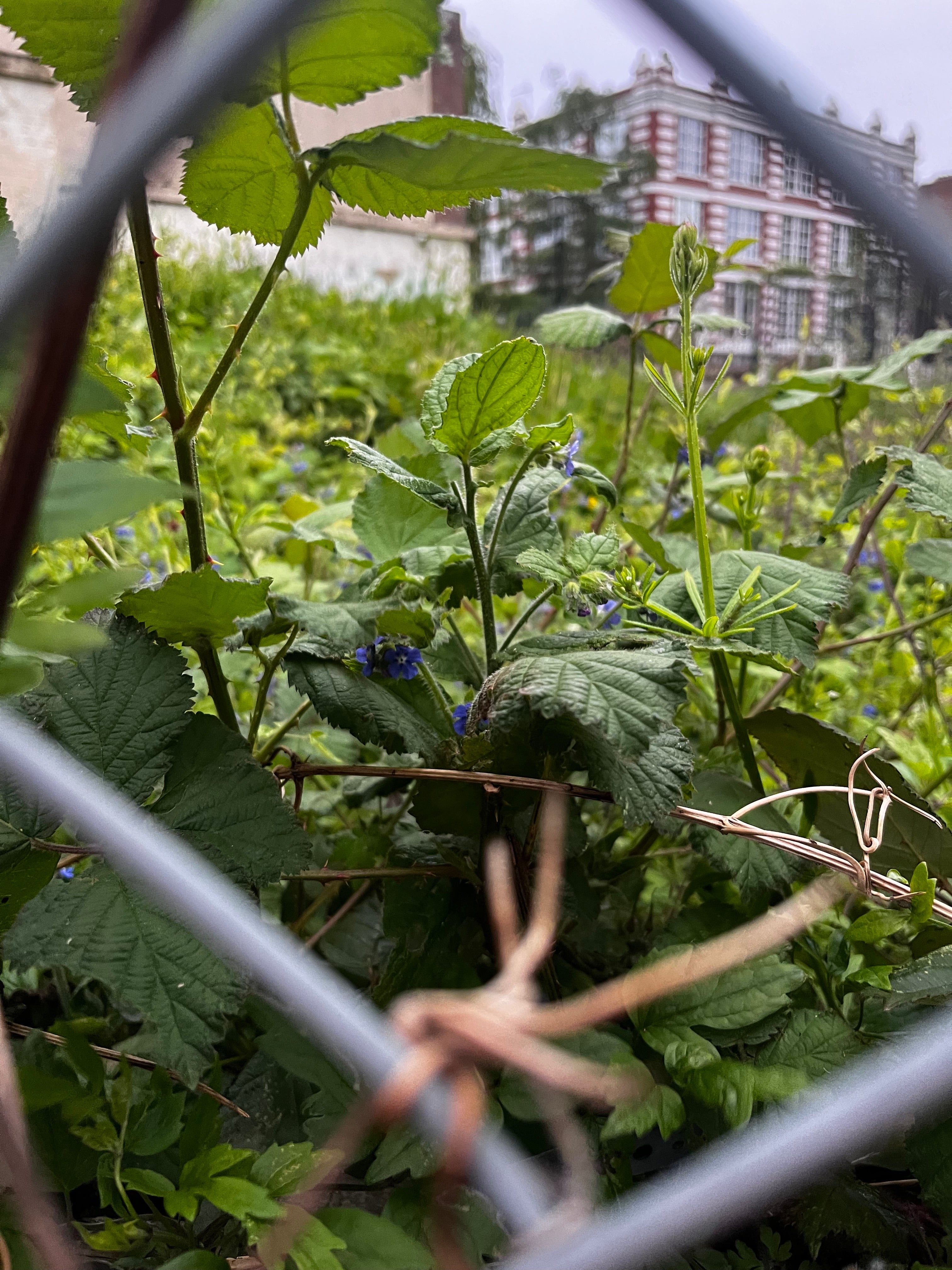 How Do I Revive a Neglected Wildflower Garden?