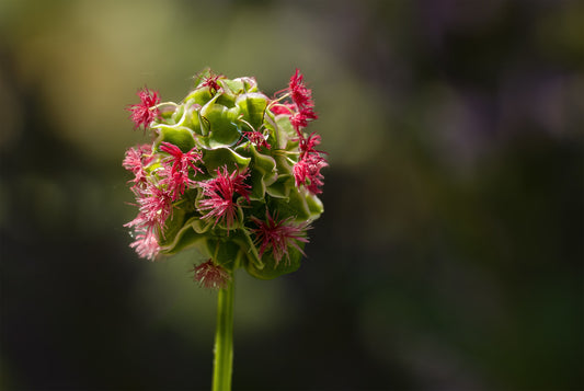 Grow Your Own Green Delight: A Guide to Planting Salad Burnet in Your Garden