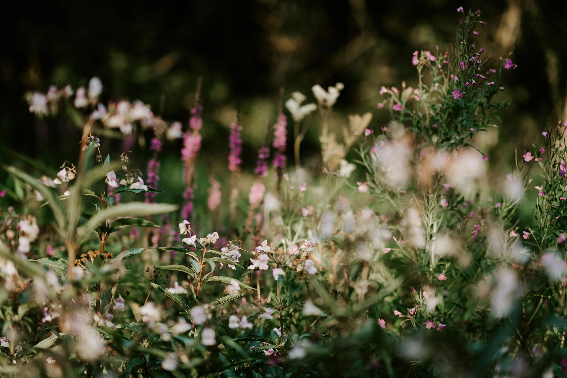 When to sow a meadow?