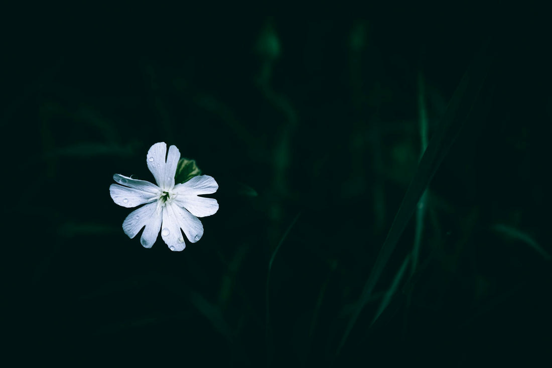 Planting White Campion: A Step-by-Step Guide to Growing This Graceful Flower