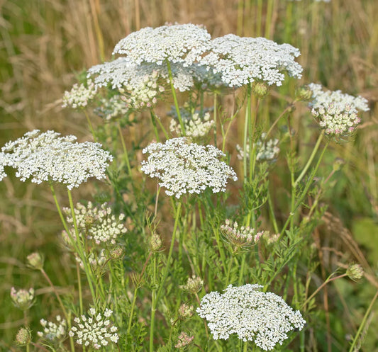 Discover the Charm of Wild Carrot: A Manual to Planting and Growing