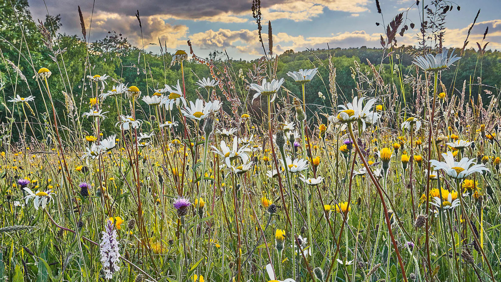 When is the Best Time to Plant a wild flower meadow in the UK?