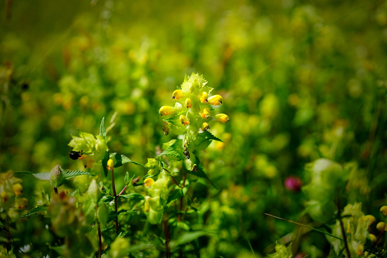 Why you should use Yellow Rattle in your wildflower meadow.