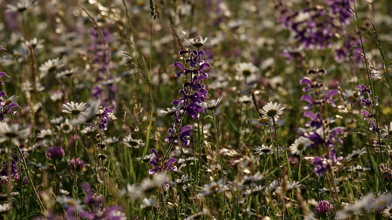 british wild flower seeds, british wildflower seeds, uk wildflower seeds, growing wildflowers, plant wildflower seeds, planting wildflower seeds, wildflower meadow