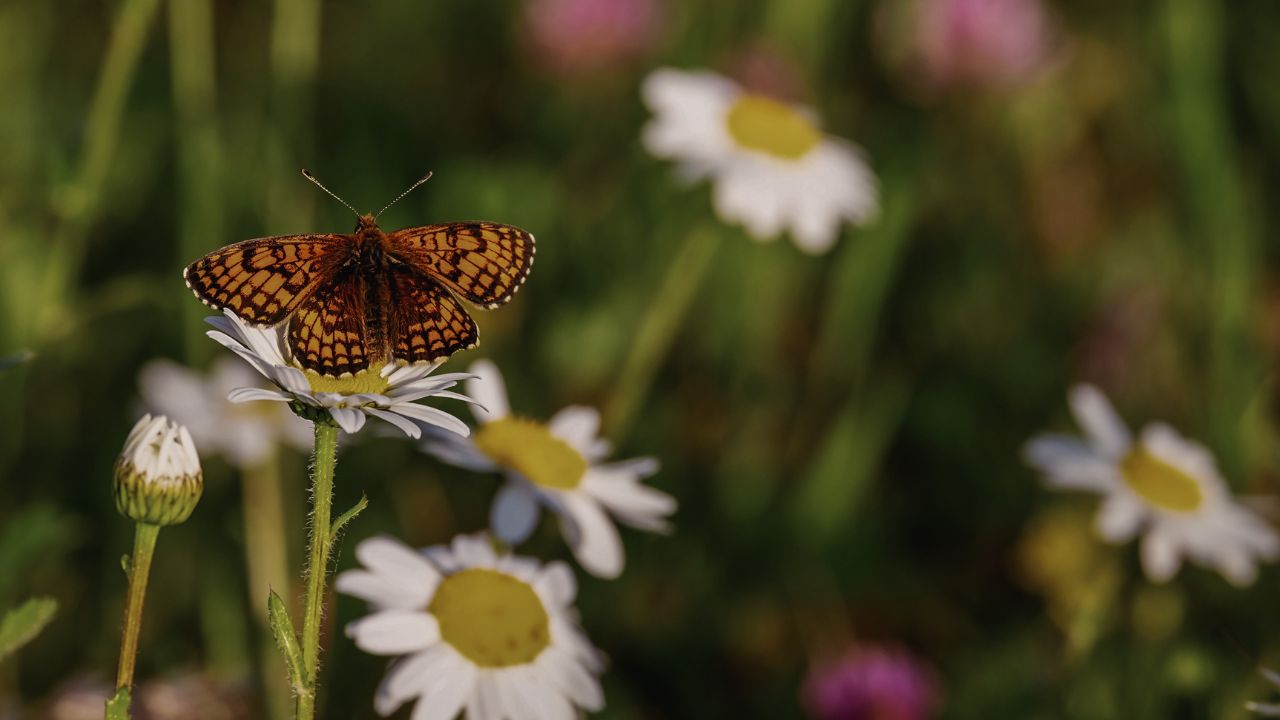 british wild flower seeds, british wildflower seeds, uk wildflower seeds, growing wildflowers, plant wildflower seeds, planting wildflower seeds, biodiversity credits