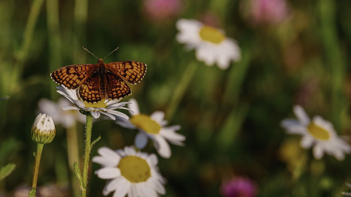 british wild flower seeds, british wildflower seeds, uk wildflower seeds, growing wildflowers, plant wildflower seeds, planting wildflower seeds, biodiversity credits