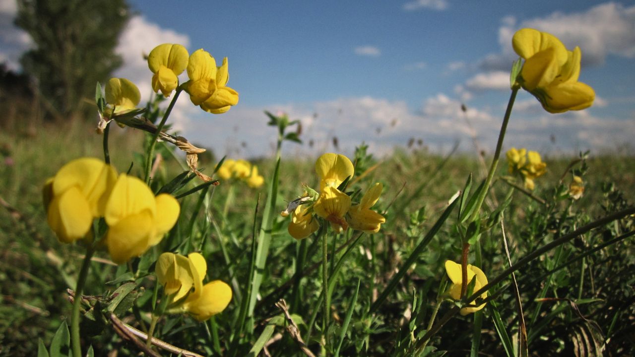 “british wild flower seeds, british wildflower seeds, uk wildflower seeds, syrup, syrup recipe, sugar syrups, birdsfoot trefoil”