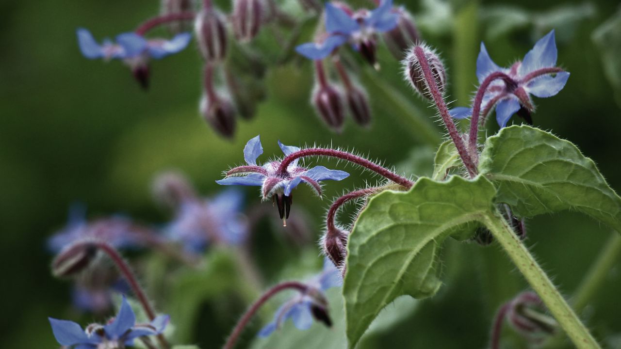 british wild flower seeds, british wildflower seeds, uk wildflower seeds, Summer Cooler, refreshing drinks, Summer drinks, borage