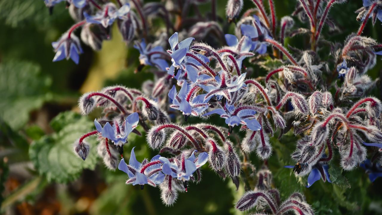 british wild flower seeds, british wildflower seeds, uk wildflower seeds, feta toast, Feta on Toast, Feta cheese on Toast, borage