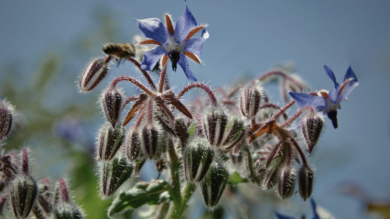 british wild flower seeds, british wildflower seeds, uk wildflower seeds, Ice Cubes, flavoured ice cubes, flavoured ice, borage