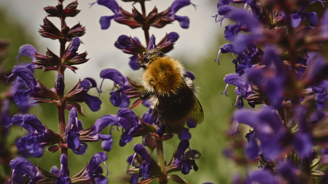 british wild flower seeds, british wildflower seeds, uk wildflower seeds, pasta, pasta dish simple, simple pasta recipes, sage