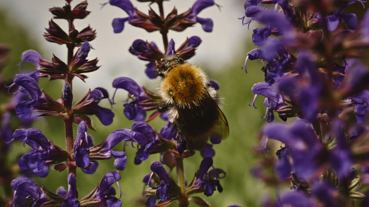 british wild flower seeds, british wildflower seeds, uk wildflower seeds, pasta, pasta dish simple, simple pasta recipes, sage