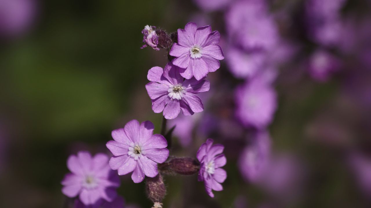 british wild flower seeds, british wildflower seeds, uk wildflower seeds, sugar, sweetener, red campion
