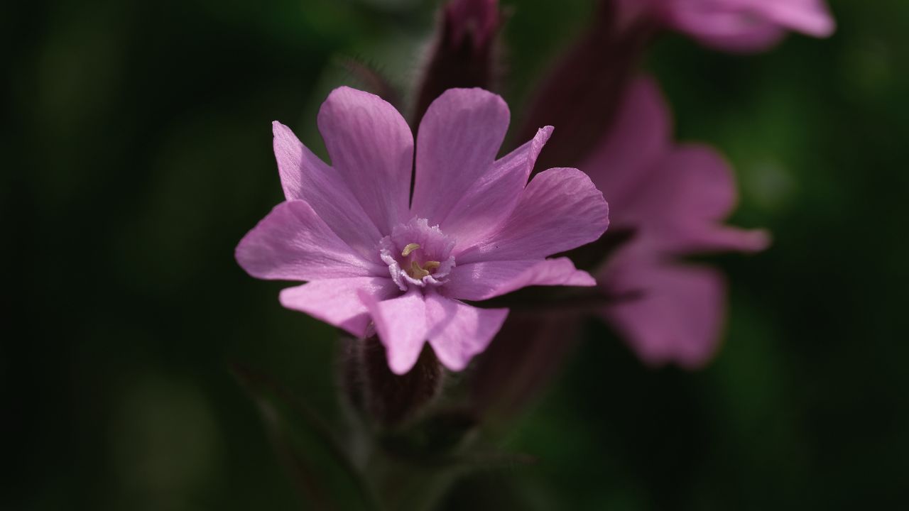 british wild flower seeds, british wildflower seeds, uk wildflower seeds, Ice Cream Sandwich, sandwich ice cream, Ice Cream Sandwich recipe, red campion