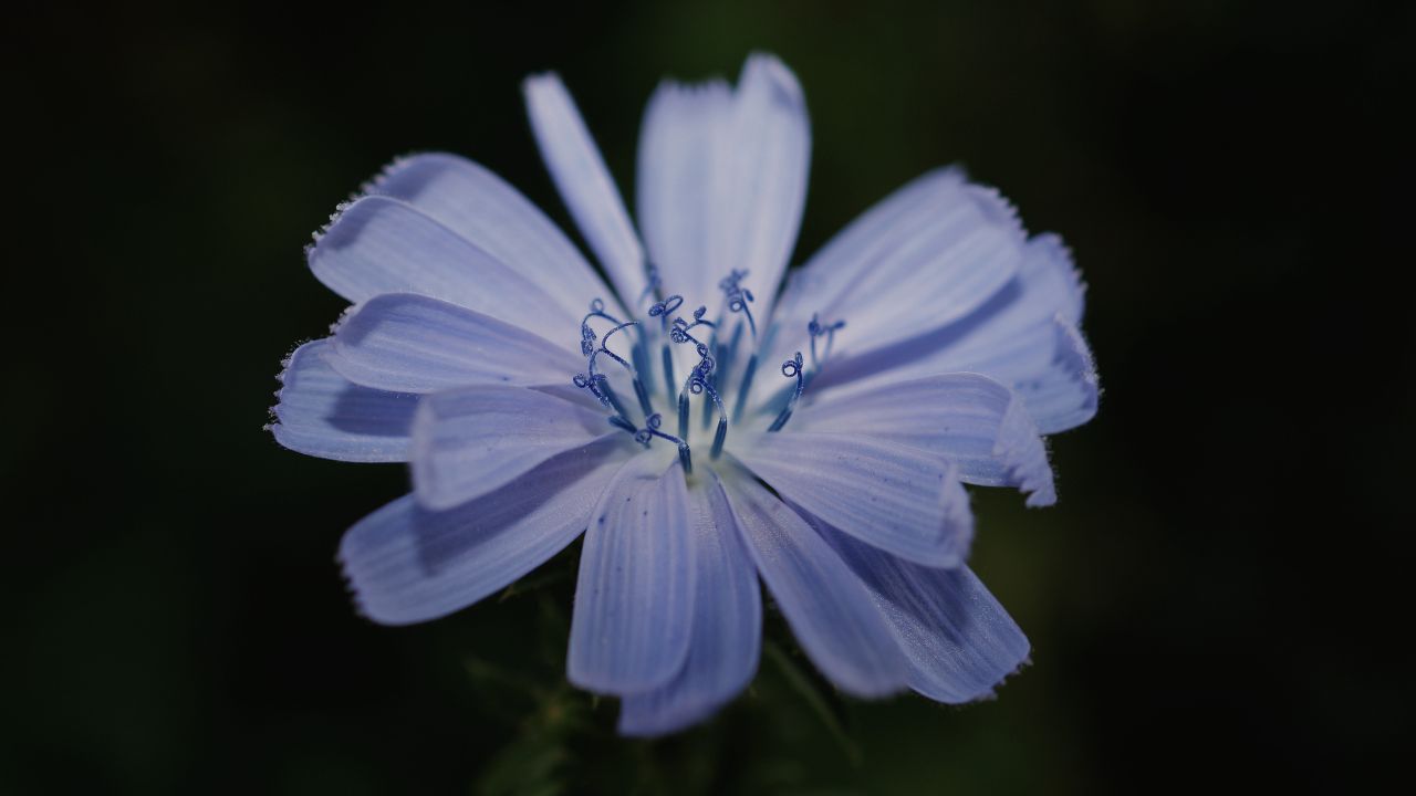british wild flower seeds, british wildflower seeds, uk wildflower seeds, mocktail, mocktail recipe, recipes for mocktails, chicory