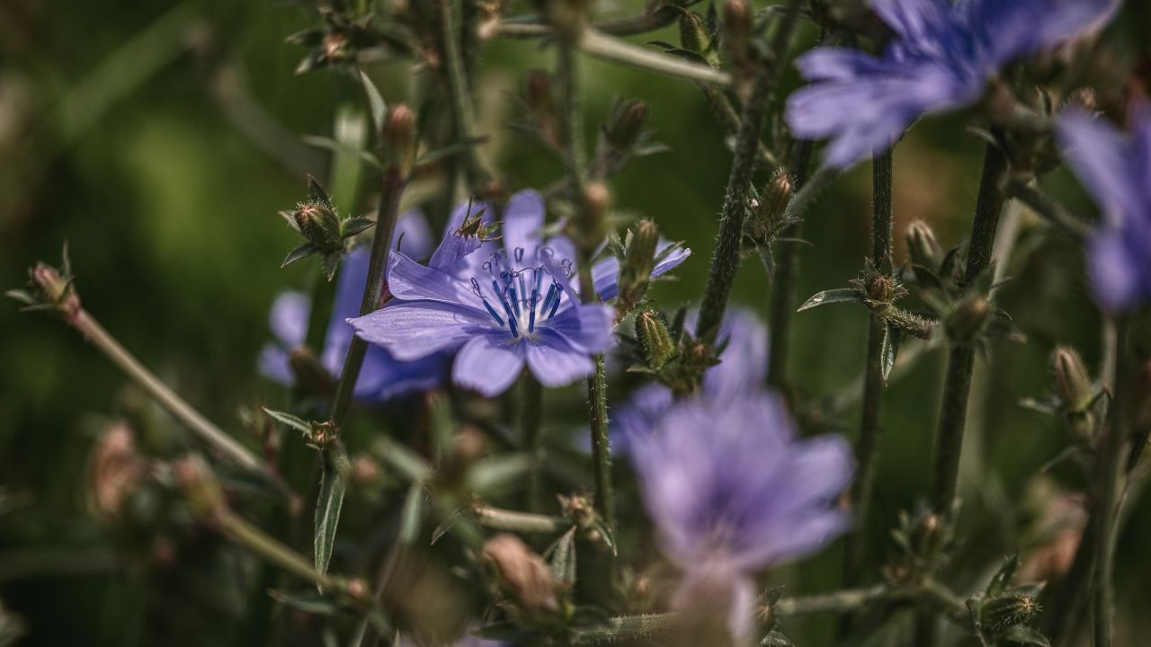 british wild flower seeds, british wildflower seeds, uk wildflower seeds, Crostini, Crostini recipes, Crostinis, chicory