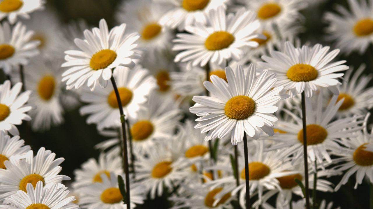 british wild flower seeds, british wildflower seeds, uk wildflower seeds, Lemon Shortbread, Shortbread recipe, Shortbread recipe basic, corn chamomile