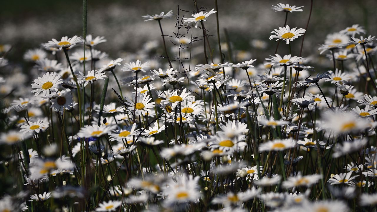 british wild flower seeds, british wildflower seeds, uk wildflower seeds, syrup, sugar syrup recipes, homemade simple syrup, corn chamomile