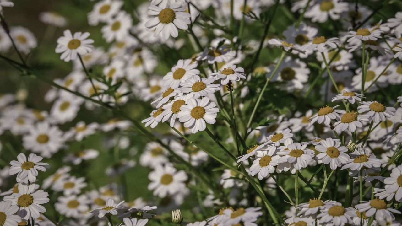 british wild flower seeds, british wildflower seeds, uk wildflower seeds, latte, latte recipe, cafe latte recipe, corn chamomile