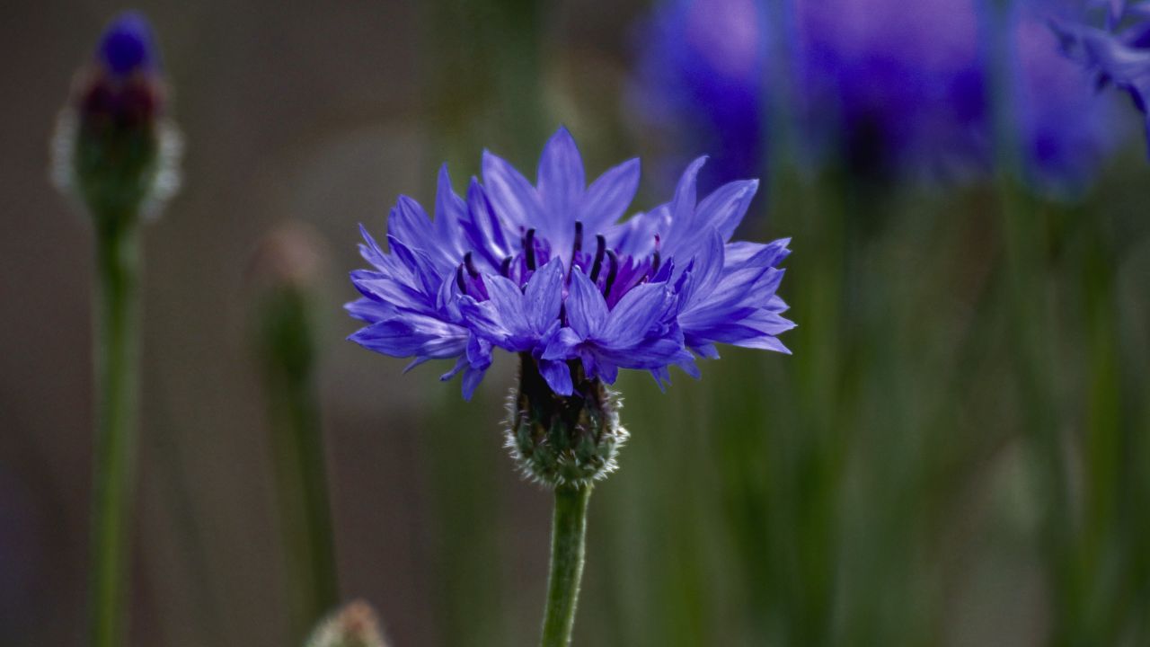 british wild flower seeds, british wildflower seeds, uk wildflower seeds, martini, martini recipe, martini drink recipe, cornflower