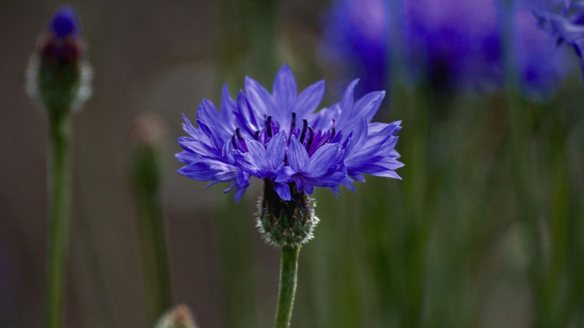 british wild flower seeds, british wildflower seeds, uk wildflower seeds, martini, martini recipe, martini drink recipe, cornflower
