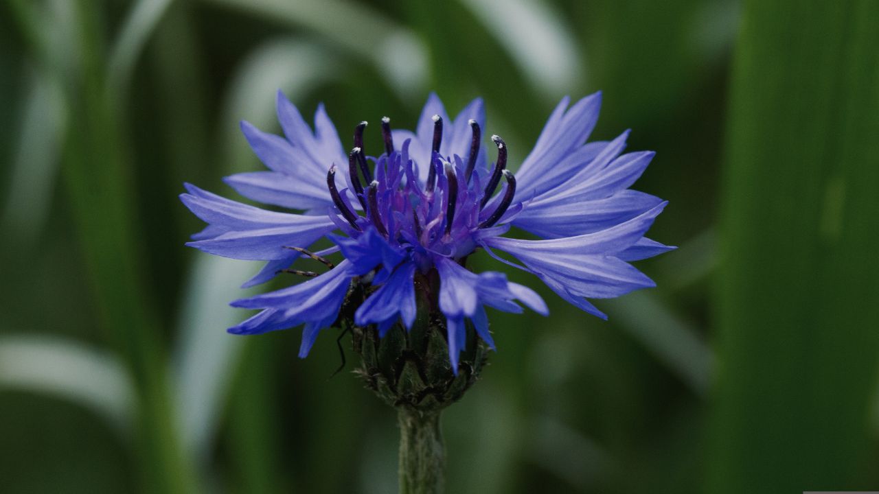 british wild flower seeds, british wildflower seeds, uk wildflower seeds, pancakes, easy pancake recipe, simple pancake recipe, cornflower